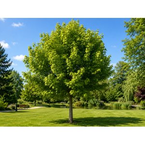 Ambrovník styraxový (Liquidambar styraciflua) ‘GOLDEN SUN’®- výška 80-100 cm, kont. C5L  